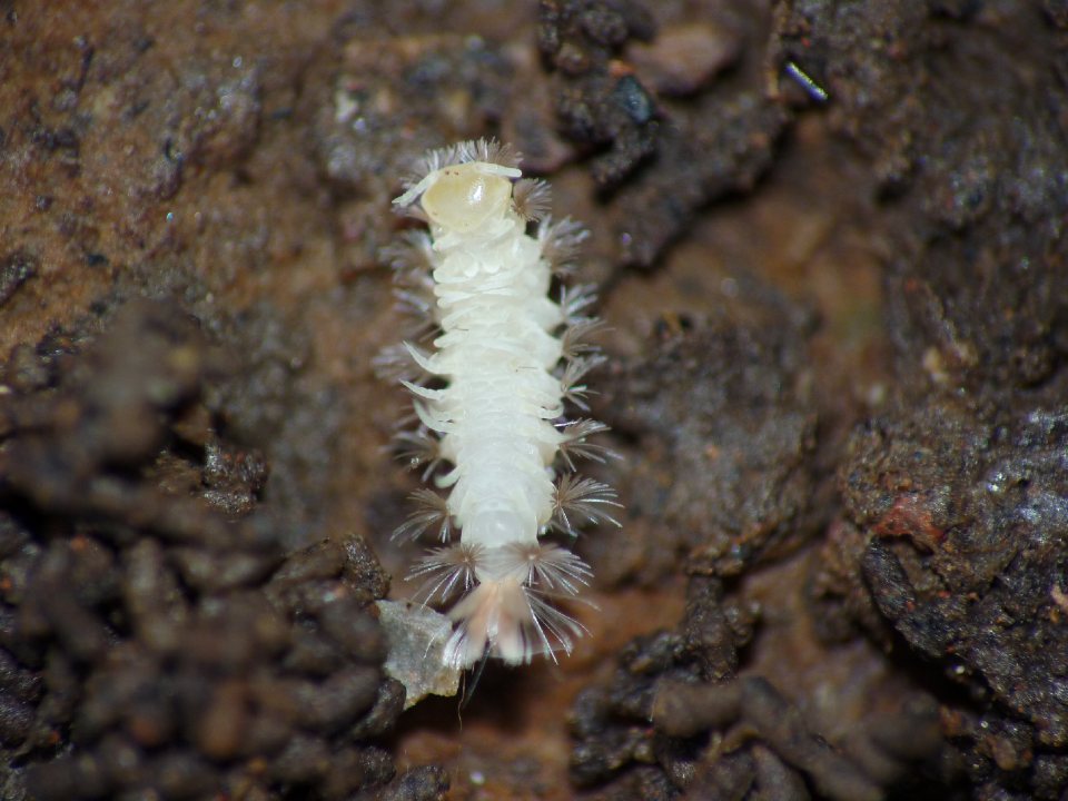 Polyxenida Lophoproctidae: Lophoproctus sp.